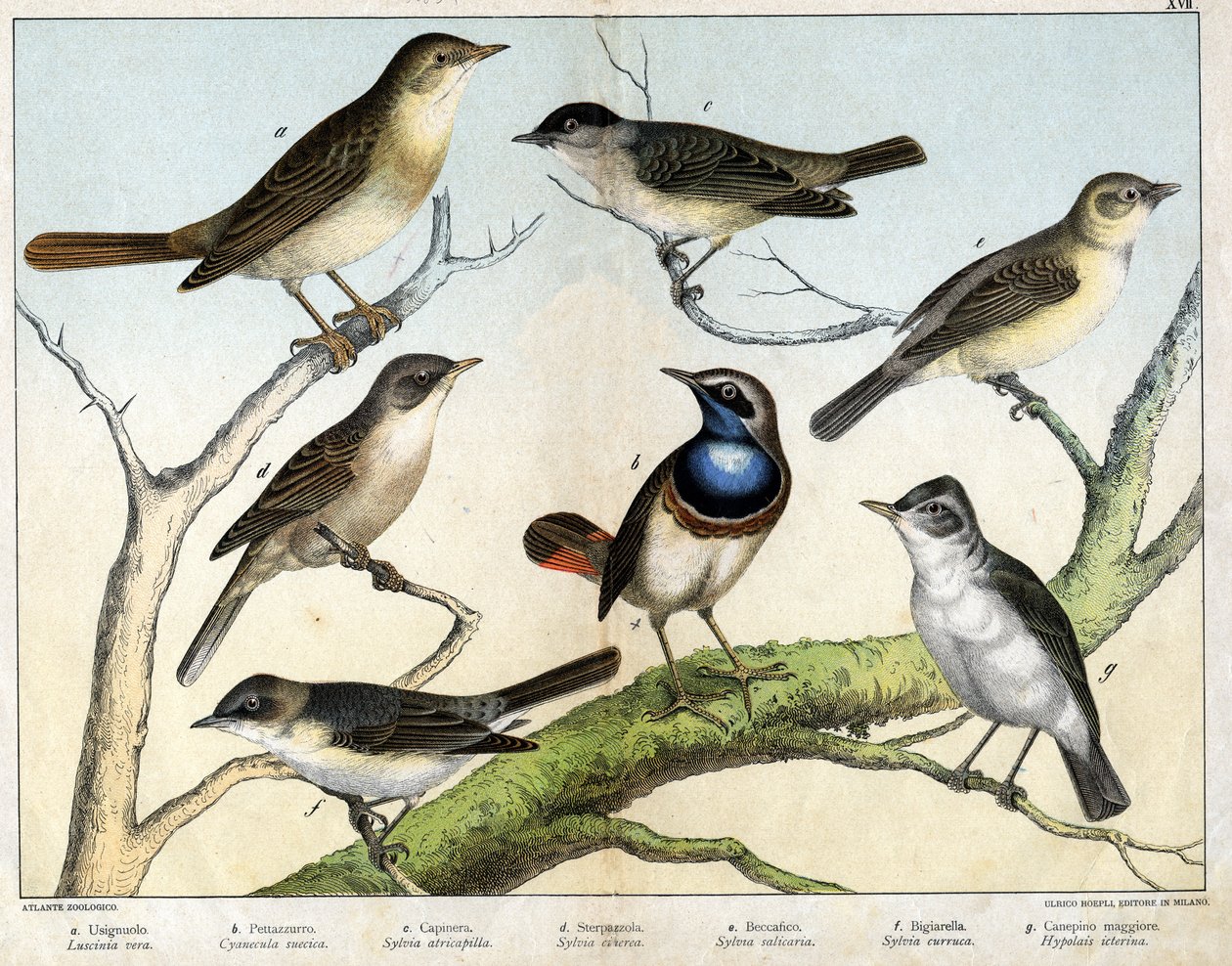 a: Rossignol (Luscinia vera), b: Pettazzuro (Cyanecula suecica), c: Mitesszer (Sylvia atricapilla), d: Sterpazzola (Sylvia ciciera), e: Becfigue (Sylvia salicaria), f: sólyom (bigiarella, Sylvia szekér) g : Canepino Giore (Hypolais Borin) - a "Natural"-ban alkotó: Unknown artist