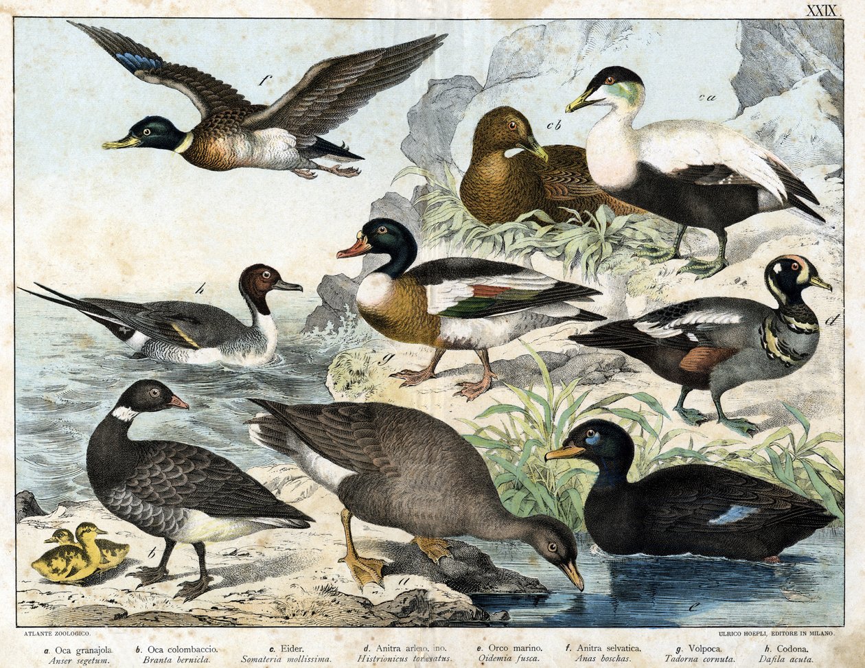 a: Maglúd (Asner segetum), b: Brant (Branta bernicla), c: Eder (Somateria mollissima), d: Harlekin réce (Histrionicus torquatus), e: Fekete réce (Oidemia fusca), f: Tőkés réce (Anas boschas) ) ), g: Belon
