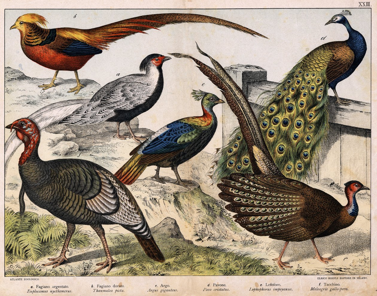 a: Ezüstfácán (Euplocamus nycthemerus), b: Aranyfácán (Thaumalea picta), c: Fenséges fácán (Argus giganteus), d: Kék páva (Pavo cristatus), e: Lophophorus impeyanus, f: Pulyka (Meleapavogris) gallo-pavogris , in „Madarak természettörténete”, szerk. Kapa alkotó: Unknown artist