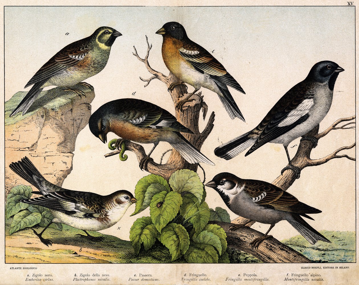 a: Veréb (Emberiza circlus), b: Havas veréb (Plectrophanes nivalis), c: Veréb (Pour domesticus), d: Pinson (Fringilla coelebs), e: Northern Pinson (Fringilla montifringilla), Niverolle (Montifringilla nivalis) - in “ A madarak természetrajza”, szerk. Hoep alkotó: Unknown artist