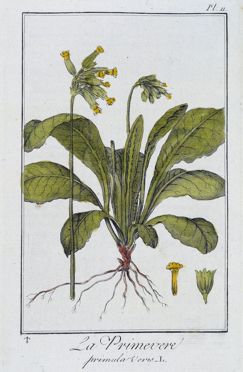 Primrose (Primula veris) – a „Növénytani gyakorlatok kereskedők számára” című könyvében, írta J.C. Philibert, Imprimerie de Crapelet, Párizs alkotó: Unknown artist