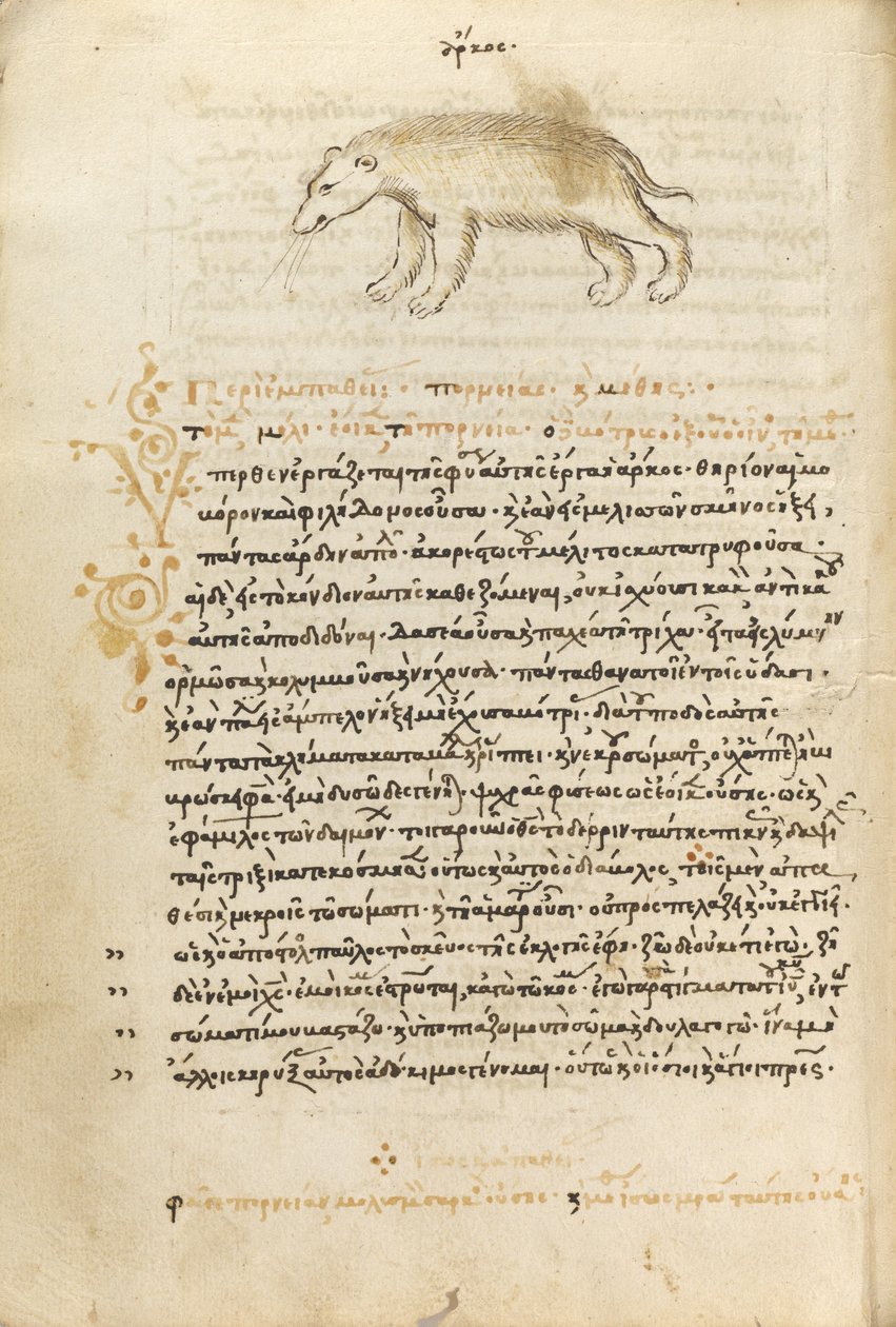 Egy medve alkotó: Unknown artist