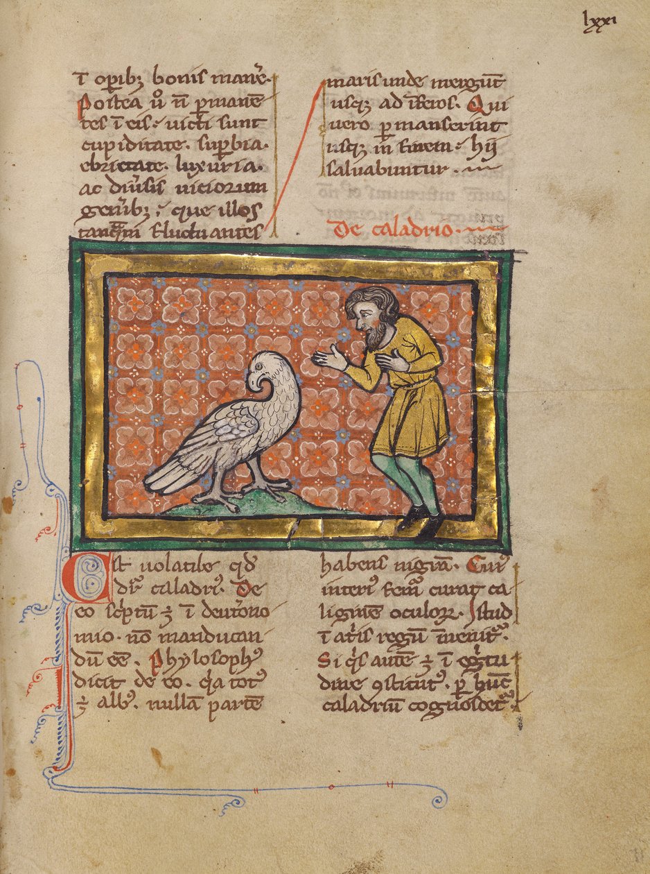 Egy Caladrius madár alkotó: Unknown artist
