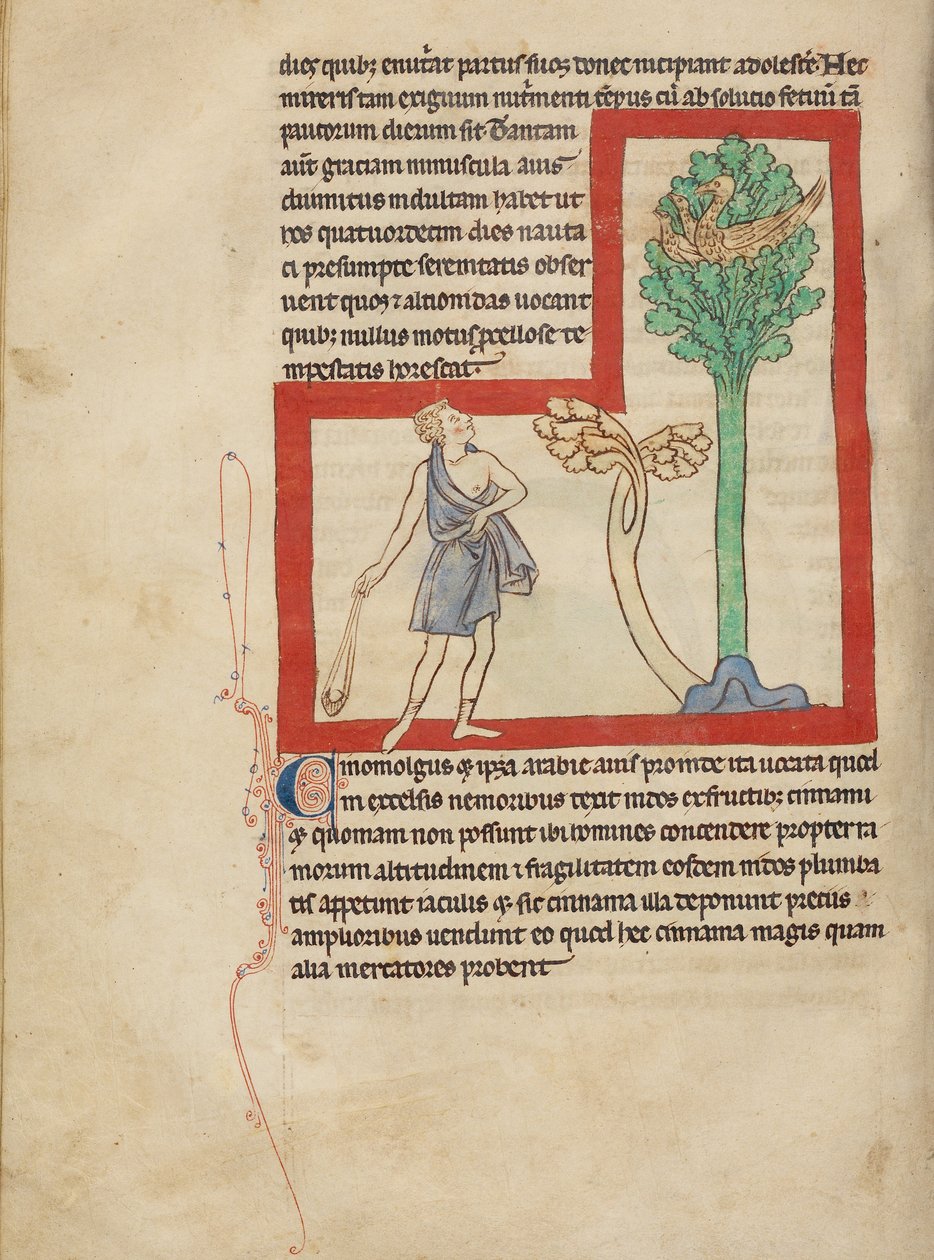 A Cinomolgus alkotó: Unknown artist