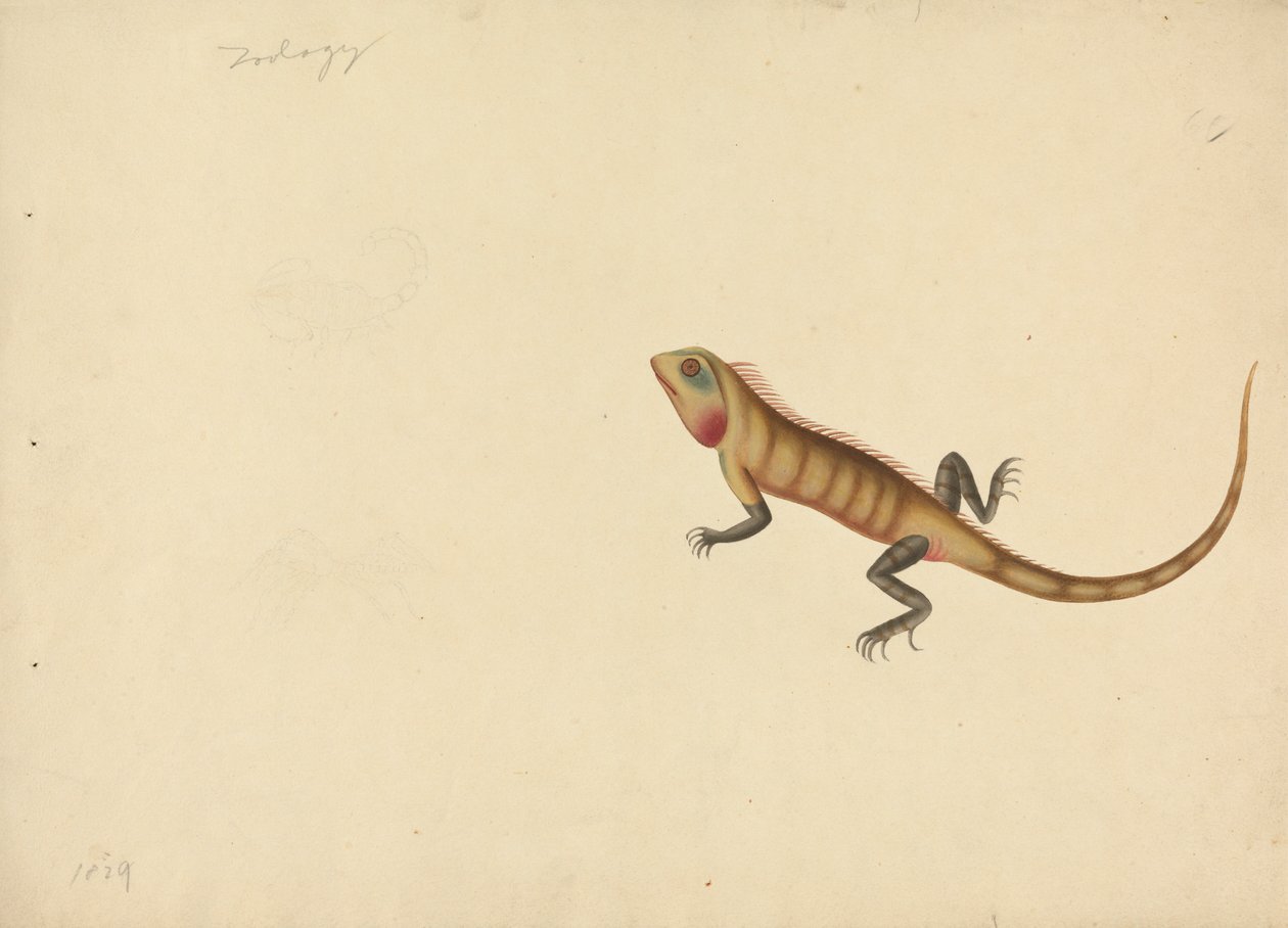 Egy gyík egy skorpió és egy pók vázlatával alkotó: Unknown artist