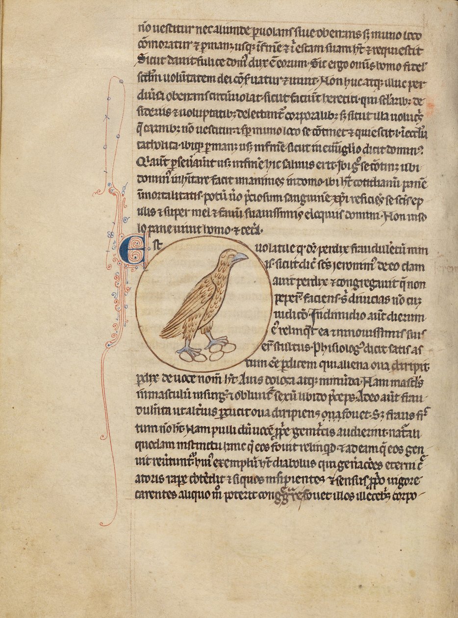 A Partridge alkotó: Unknown artist
