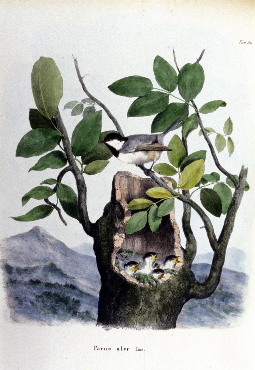Egy tábla, amely egy közönséges madarat (vagy verebet) ábrázol a fészke közelében. alkotó: Unknown artist