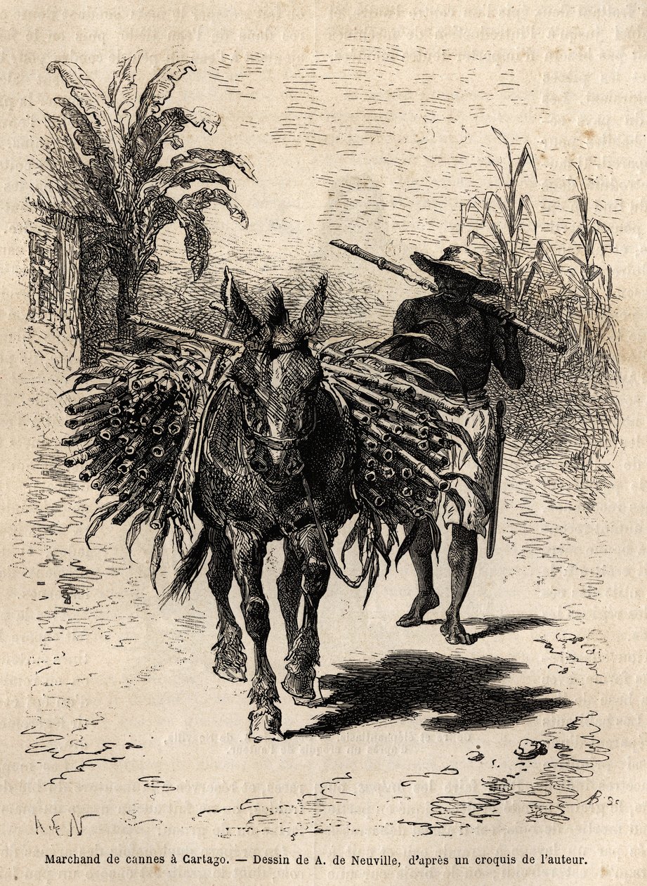 Egy nádkereskedő és öszvére Cartagóban (Costa Rica), az egyetlen kereskedő, aki megeleveníti a város üres utcáit. Dr. Saffray 1869-es metszete az új-granadai utazás szemléltetésére, megjelent a „” Le tour du monde”” 1873-ban, szerkesztette Edouard Char alkotó: Unknown artist