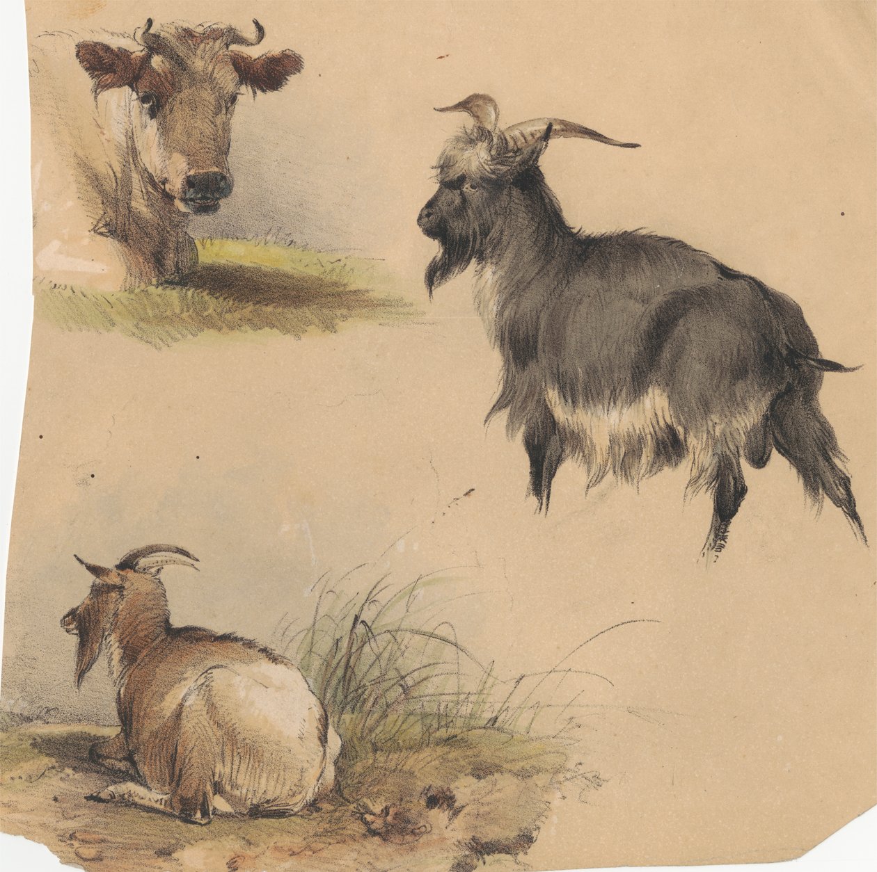 Egy tehén és két kecske alkotó: Unknown artist