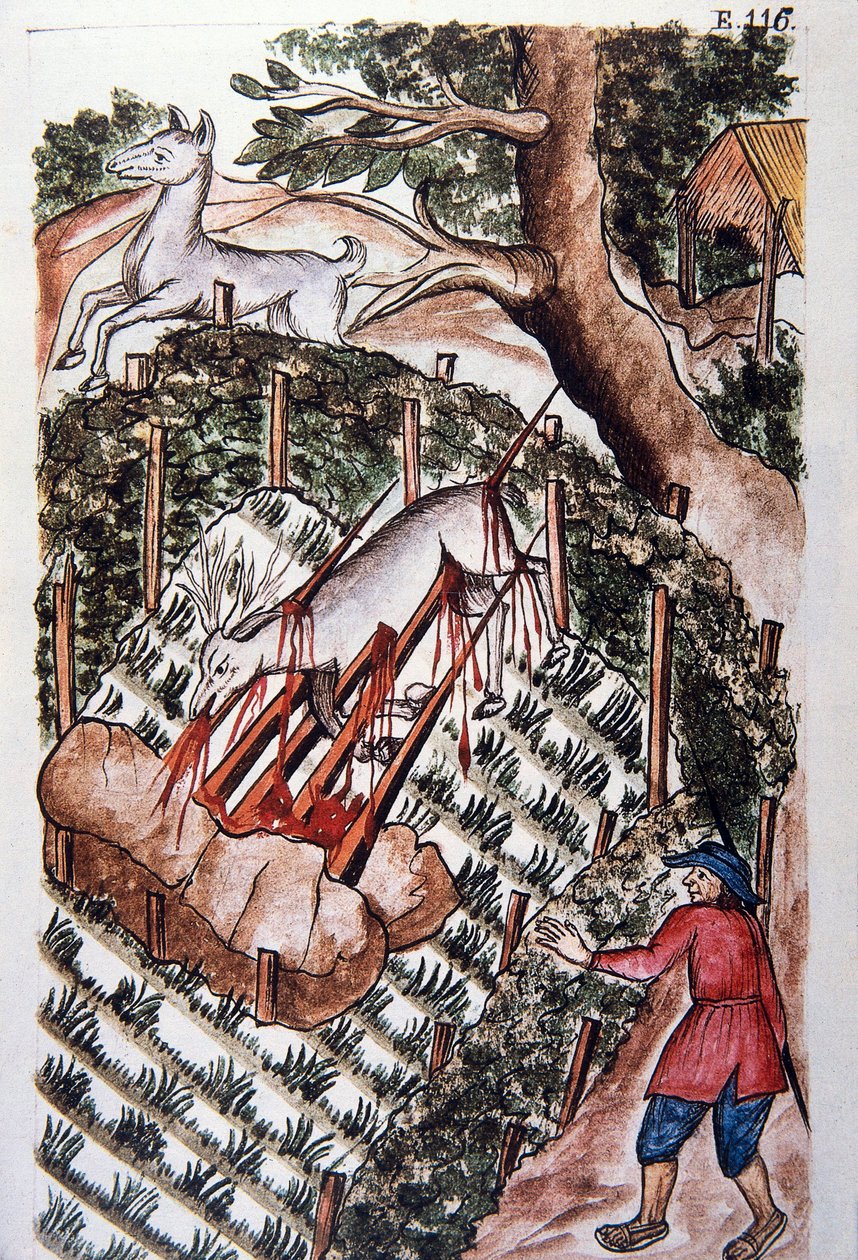 Egy szarvas esik a vadászok csapdájába Baltazar Martinez Companion és Bujanda, Trujillo püspöke (1782-1785) „Trujillo del Peru” vagy „Codex Martinez Companion” című könyvéből. alkotó: Unknown artist
