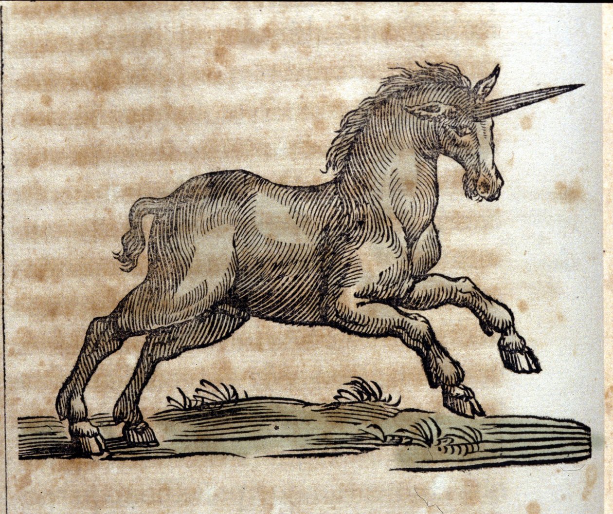 Egyszarvú vagy egyszarvú, mitológiai állat - Metszet Athanasius Kircher (1601-1680) jezsuita, orientalista és német tudós művéből alkotó: Unknown artist