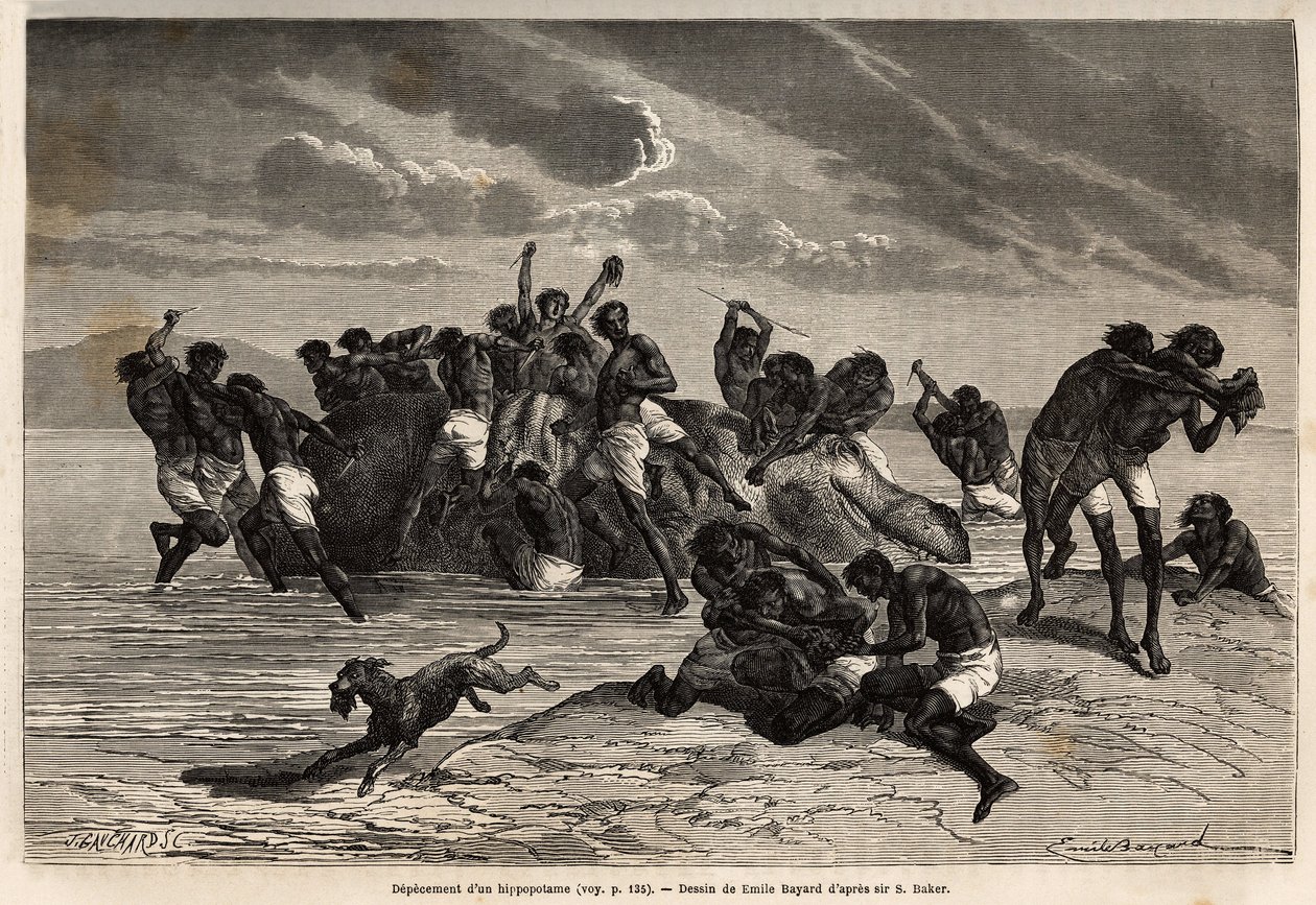 Miután kivette a részét és a Hamran törzs vezetőjének tulajdonított részesedést, a tömeg brutálisan harcol a megmaradt darabokért. Sir Samuel W. Baker metszete a Nílus abesszin mellékfolyóinak kutatását illusztrálja alkotó: Unknown artist