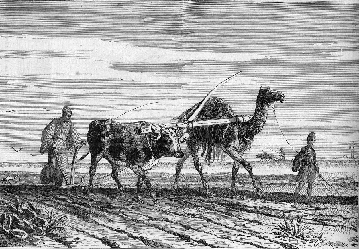 Mezőgazdaság Egyiptomban: egy tehén és egy teve által húzott eke. Metszet az 1882. június 17-i „” Le Monde Illustré”” 1316. sz. alkotó: Unknown artist