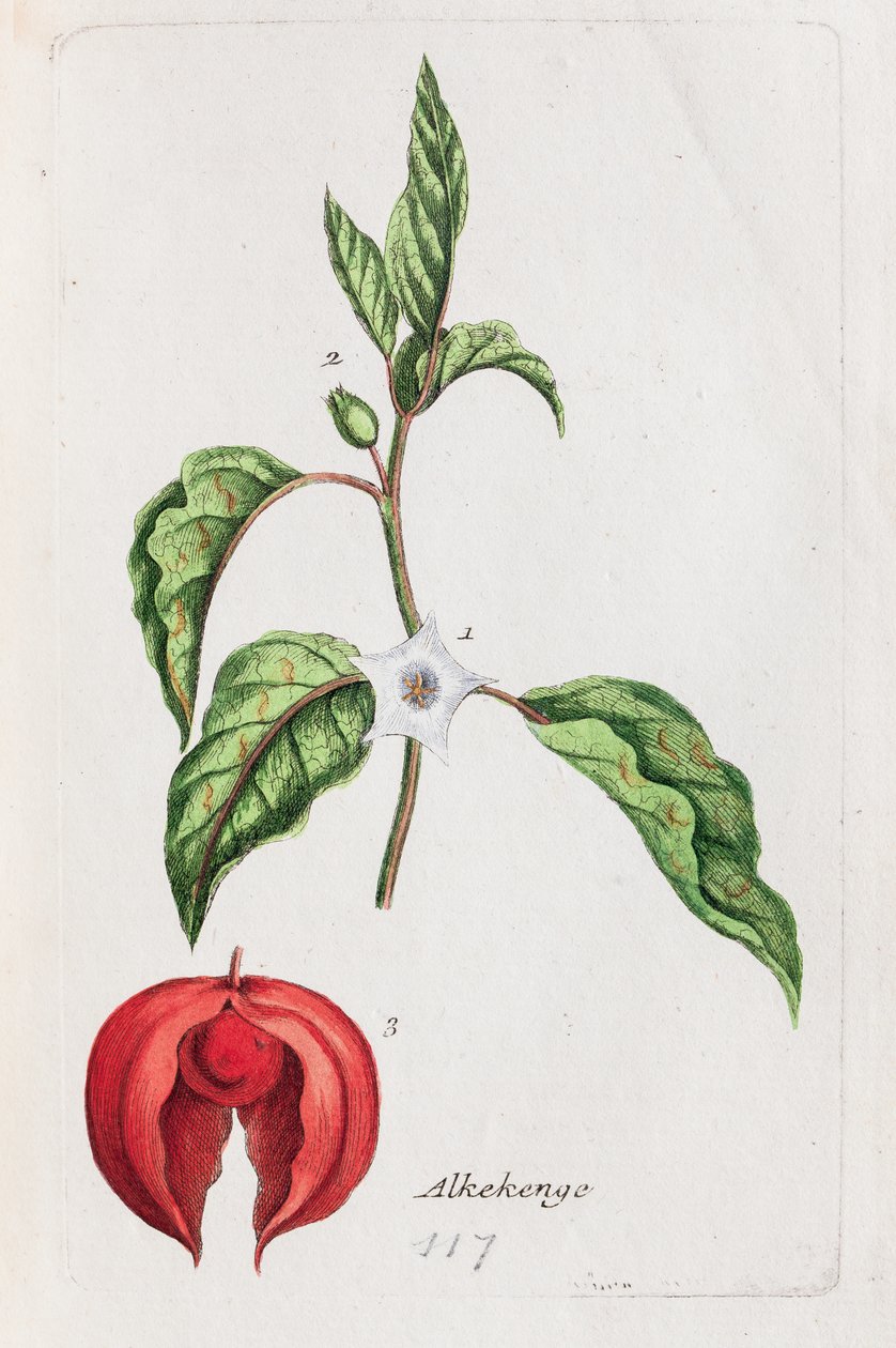 alkotó: Unknown artist