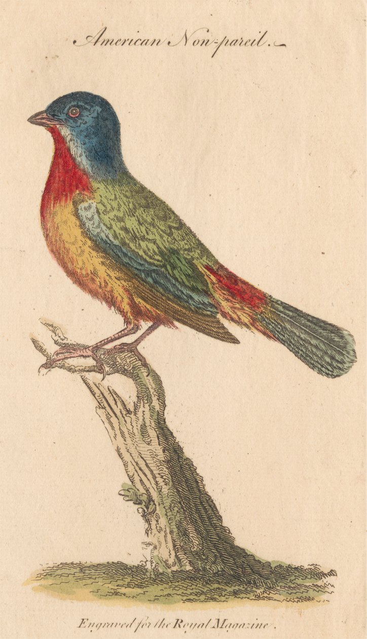 Amerikai Nonpareil alkotó: Unknown artist