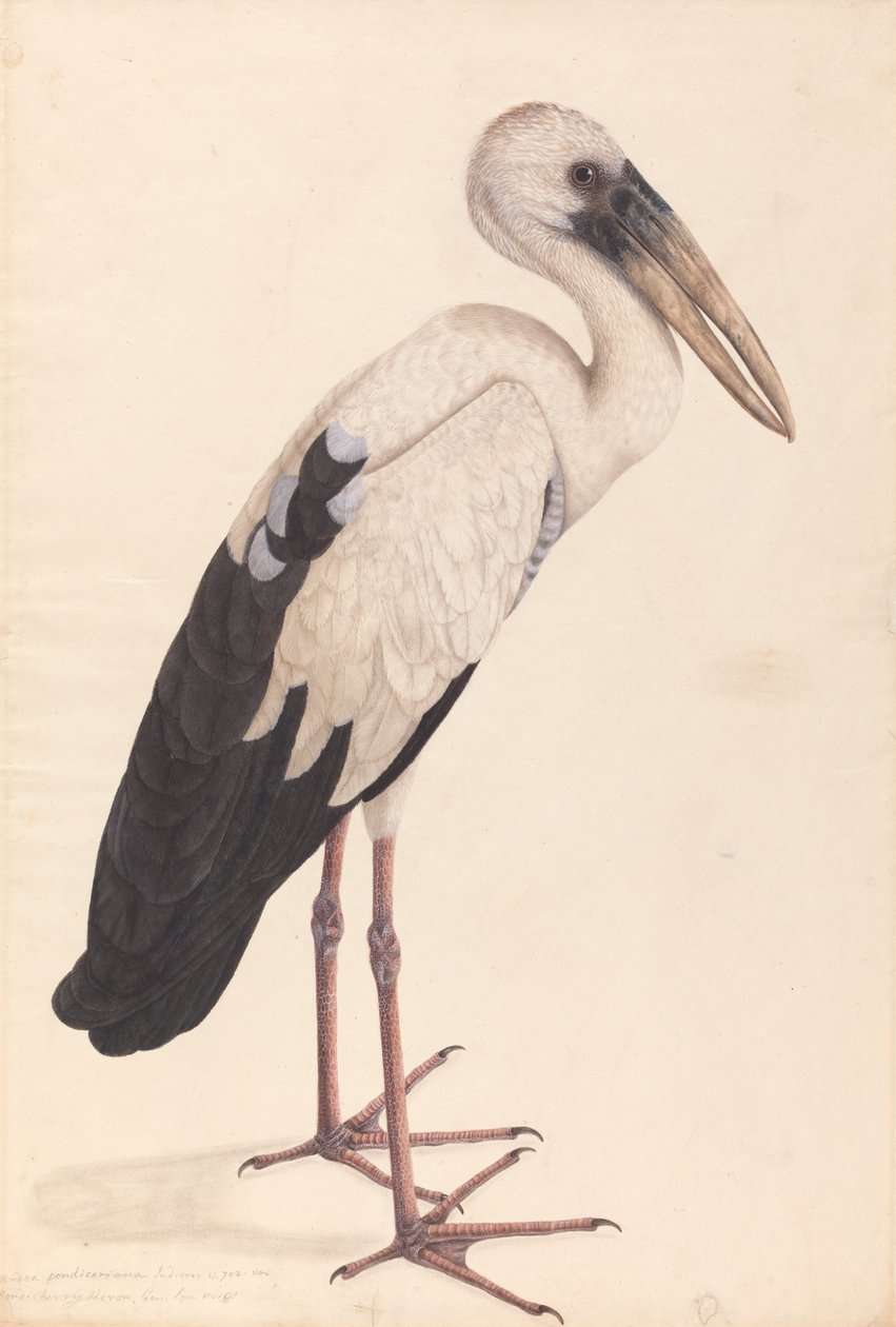 Ázsiai nyíltcsőrű gólya (Anastomus ásít) alkotó: Unknown artist
