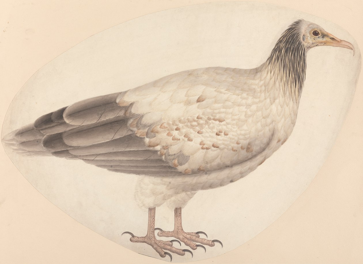 Egy egyiptomi keselyű alkotó: Unknown artist