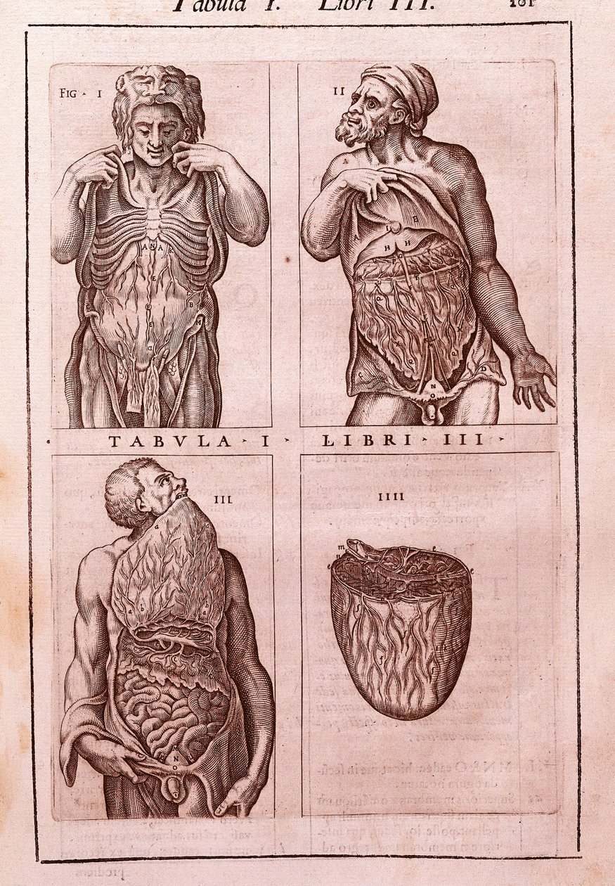 Anatómiai tábla, amely ábrázolja: a has, a belek és a gyomor méreteit, izmait. Juan Valverde De Amusco (1525-1588) metszet az „Anatomia Corporis Humani”-ba. I. táblázat, III. könyv. Barcelona. Biblioteca de Catalunya (Ca. Nemzeti Könyvtár) alkotó: Unknown artist
