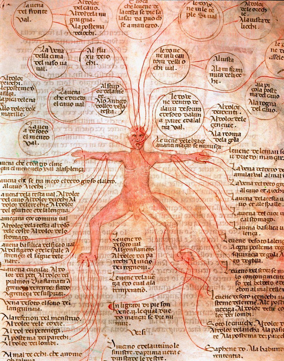 A vérkeringést illusztráló anatómiai diagram Miniatűr a „De surgia”” kéziratból” 13. század Velence Biblioteca Marciana alkotó: Unknown artist