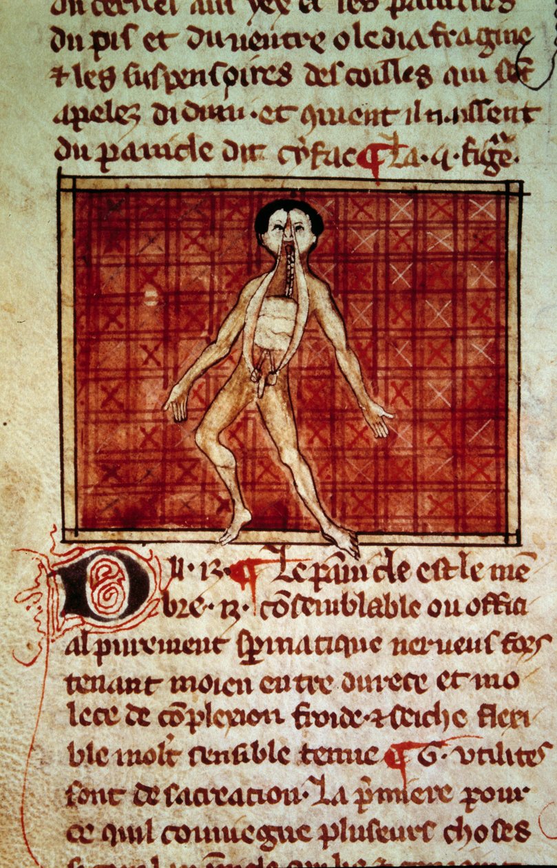 Anatómiai alak: hámlás, mellkas nyitott. Miniatűr a „” Surgery” (Folio 11v) kéziratból, amelyet Henri de Mondeville (Philippe Le Bel anatómiaprofesszor sebésze) írt. alkotó: Unknown artist