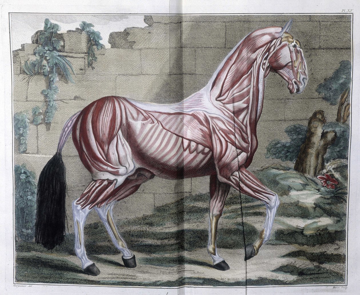 A ló anatómiája: "" Hippiatric Course, teljes értekezés a lógyógyászatról" P. E Lafosse alkotó: Unknown artist