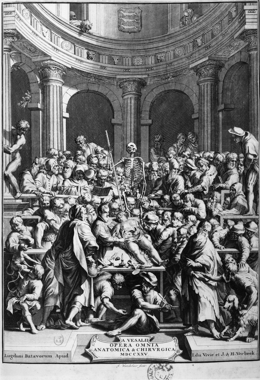 André Vésale (1514-1564), a modern anatómia megalapítója, anatómia és sebészet tanára (latinul Andrea Vesalius, hollandul Andries Van Wesel). alkotó: Unknown artist
