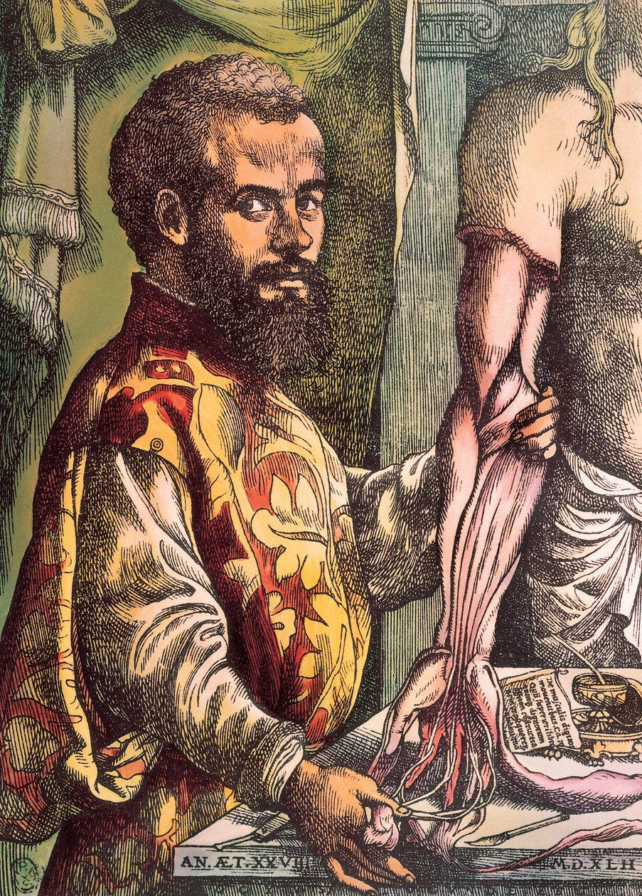 Andreas Vesalius (metszet alkotó: Unknown artist