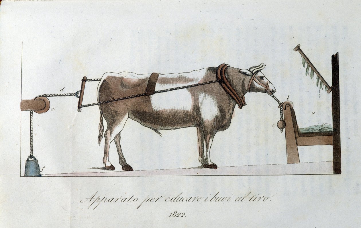 Készülék az ökrök vonalhoz szoktatására. A tábla a "" Journal of Agriculture, Arts and Technikák" című lapból (Revue d