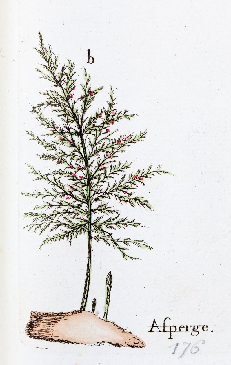 Spárga alkotó: Unknown artist