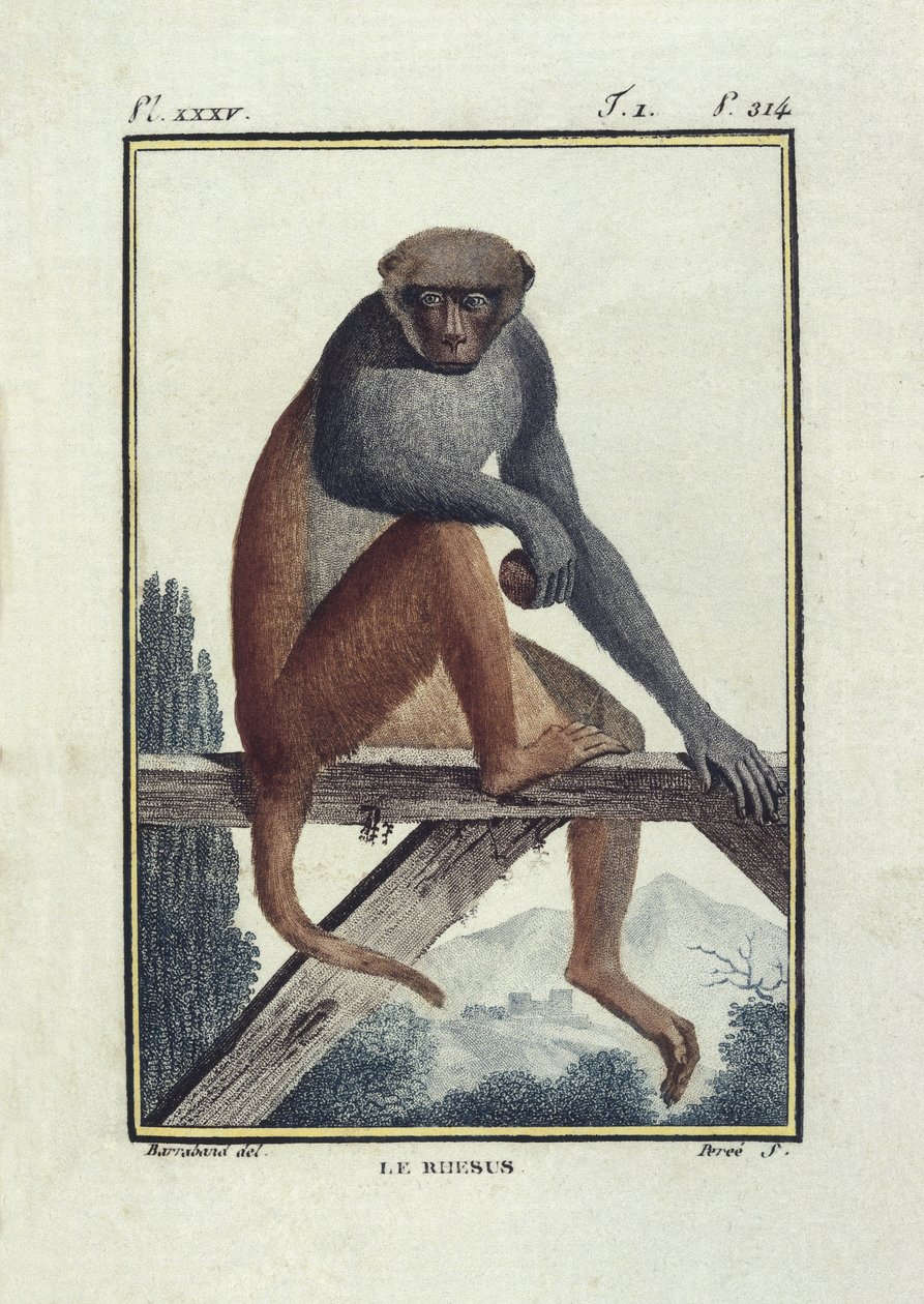 BUFON, Georges-Louis Leclerc gróf (1707-1788). Rhesusmajmok (rhesus). Illusztráció a "Histoire naturelle, generale et particular" című művéhez. alkotó: Unknown artist