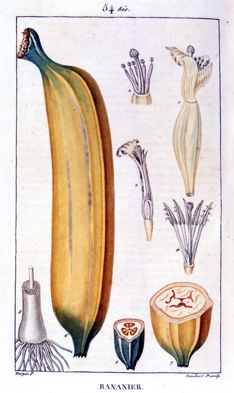 Banánfa - 19. századi metszet. alkotó: Unknown artist