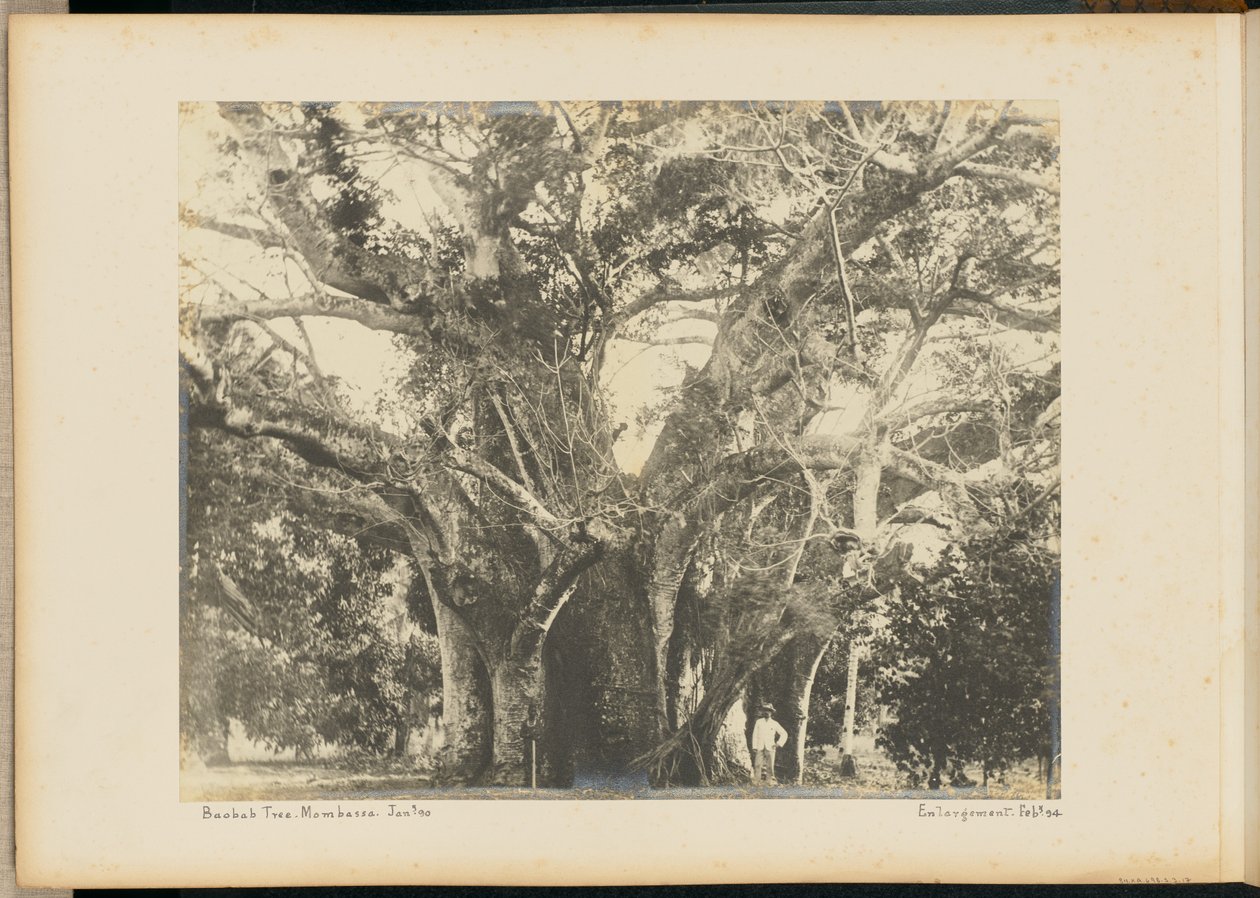 Baobab fa. Mombassa. alkotó: Unknown artist