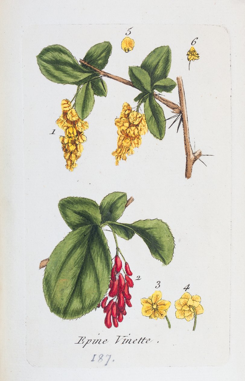 Barberry alkotó: Unknown artist