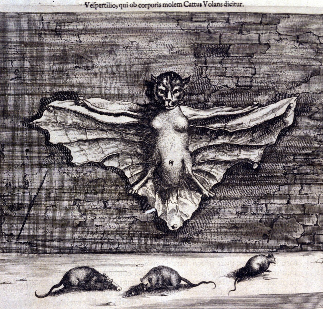 Denevérek és patkányok. „De China Monumenta”, Athanasius Kircher alkotó: Unknown artist