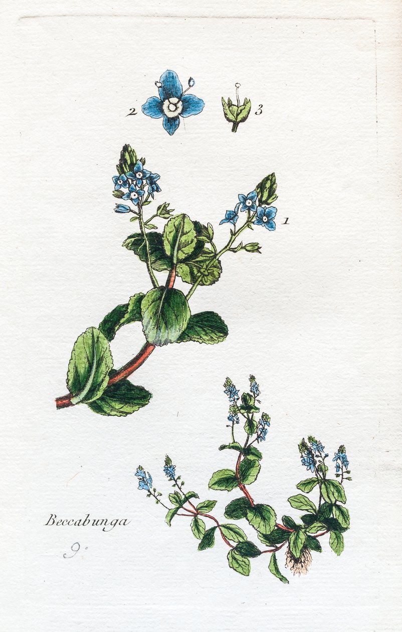  alkotó: Unknown artist