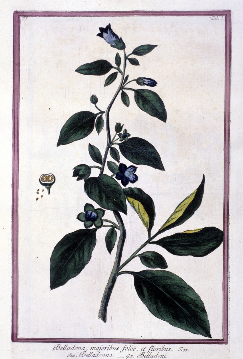 Belladonna, virágok és bogyók. Gyógyászatban használt mérgező növény. Metszet egy 19. századi herbárium után. alkotó: Unknown artist
