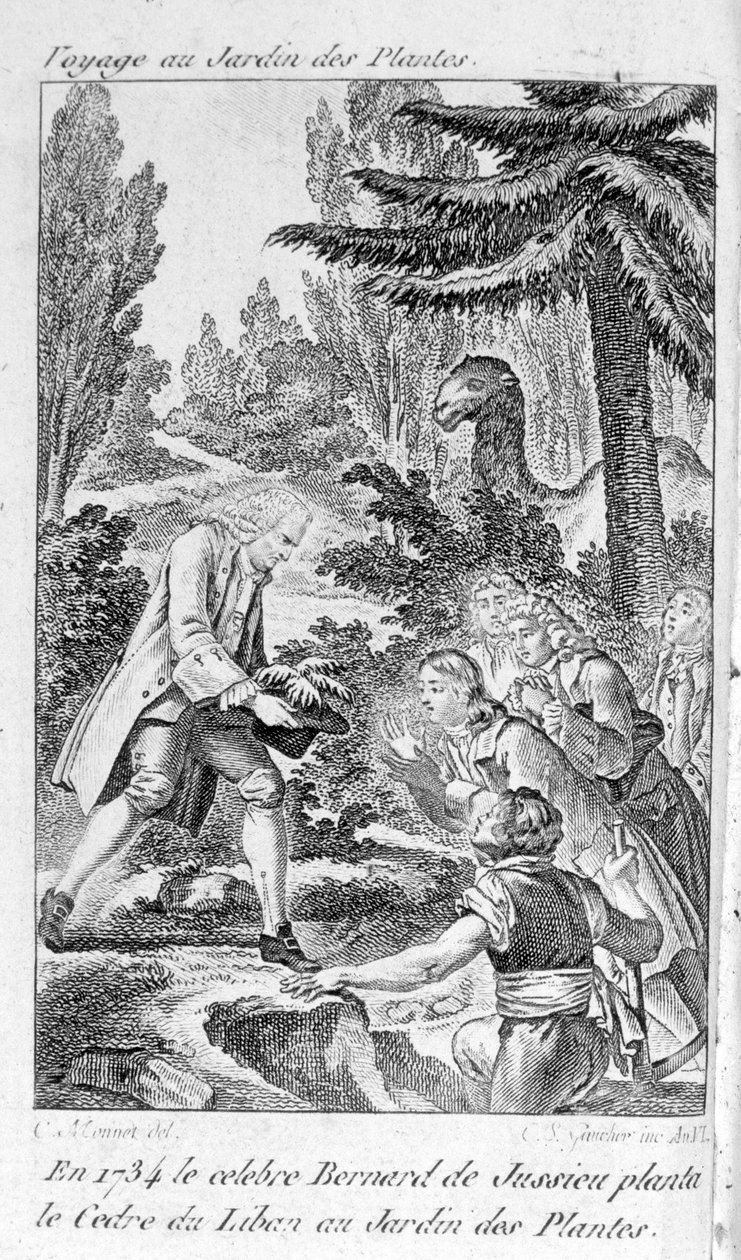 Bernard de Jussieu francia botanikus (1699-1777) egy libanoni cédrust ültet a párizsi növénykertbe alkotó: Unknown artist