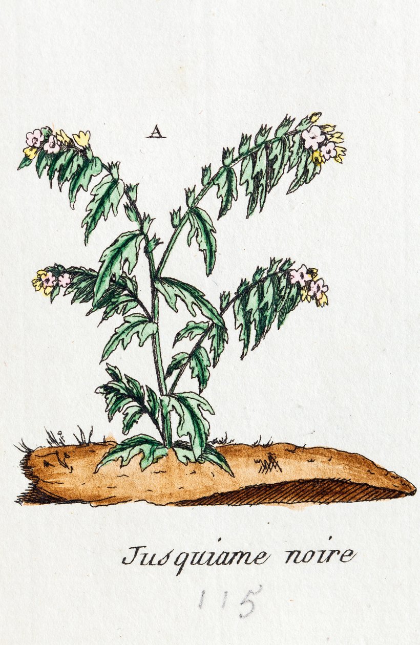  alkotó: Unknown artist