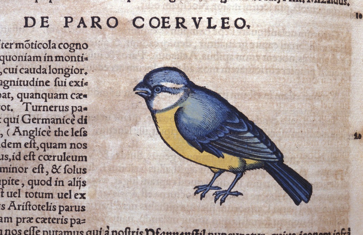 Blue Passereau in Historia Animalium, Conrad Gesner (1516-1565), Tiguri alkotó: Unknown artist