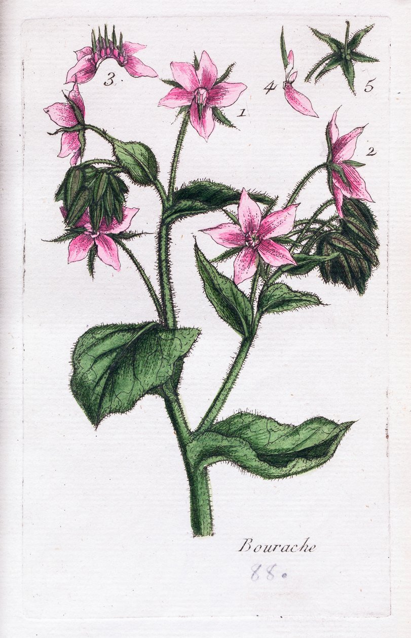  alkotó: Unknown artist