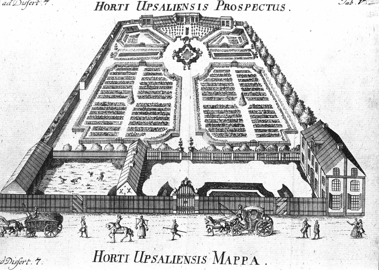 Botanikus Kert - HORTI UPSALIENSIS leendő és terve. alkotó: Unknown artist