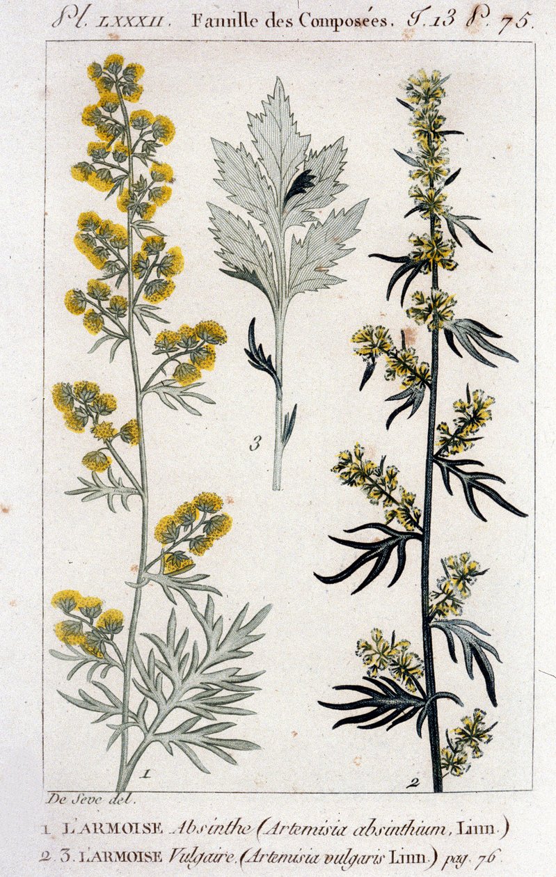 Botanikai lemez: Sagebrush Absinthe (Artimisia Absinthium) és Sagebrush Vulgaris (Artimisia Vulgaris). 18. századi metszet alkotó: Unknown artist