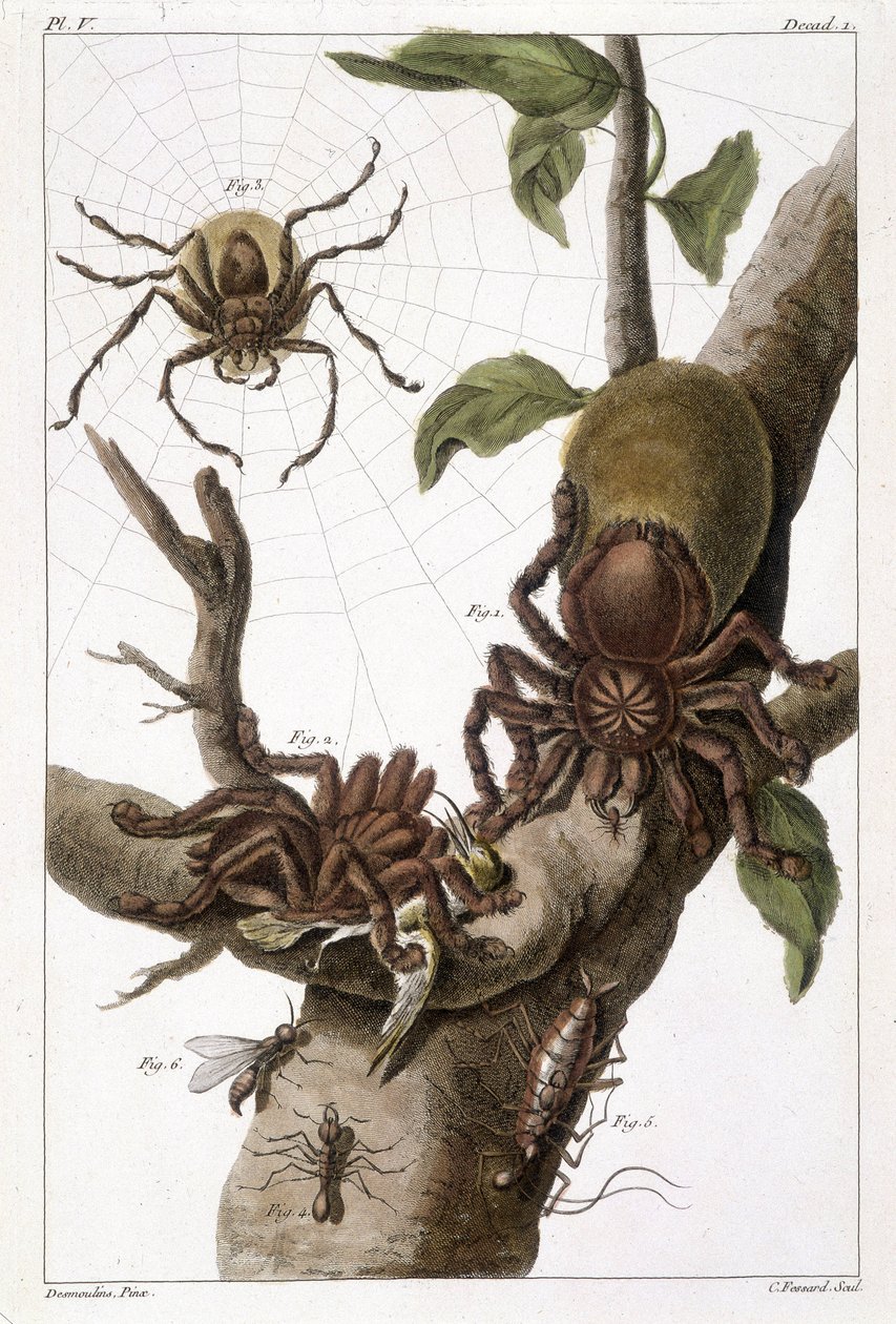 Botanikai tábla: 1) Surinami pók guajave-on és hernyógubón 2) ugyanaz a pók, amely egy kolibrit fal fel, innen a neve Aranea avicularia Linn 3) Linneus pókvadásza, Suriname 4) Surinami hangya 5) Ennek a hangyának a nimfája 6) Szárnyas hangya - ""-ben Ez a  alkotó: Unknown artist