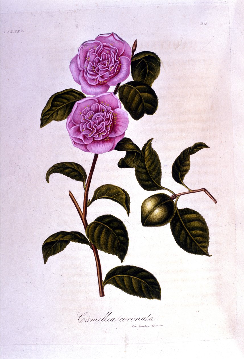 Botanikai tábla: Camelia. 19. századi metszet alkotó: Unknown artist