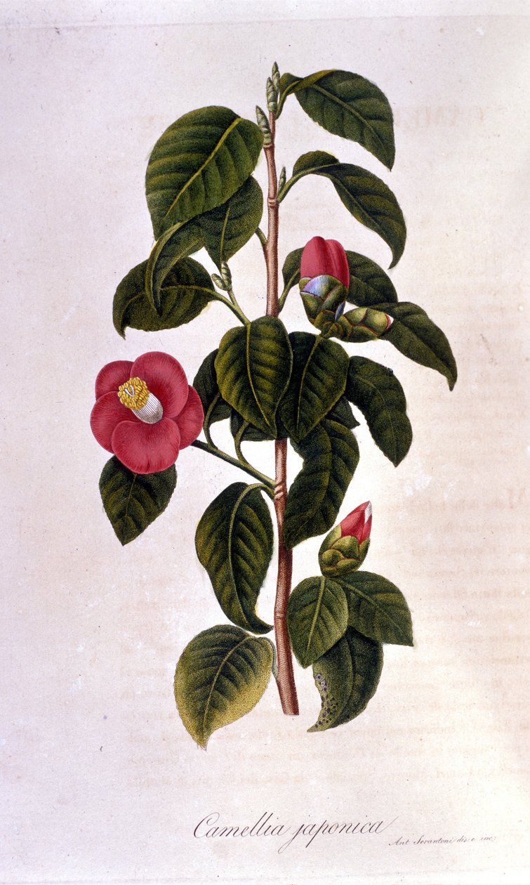 Botanikai tábla: Camelia Japánból. 19. századi metszet alkotó: Unknown artist