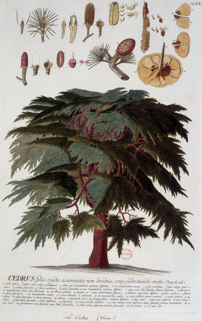 Botanikai tábla: Cédrus. n.d. 19. század. alkotó: Unknown artist