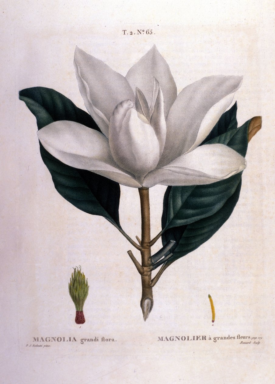 Botanikai tábla: Magnólia. alkotó: Unknown artist