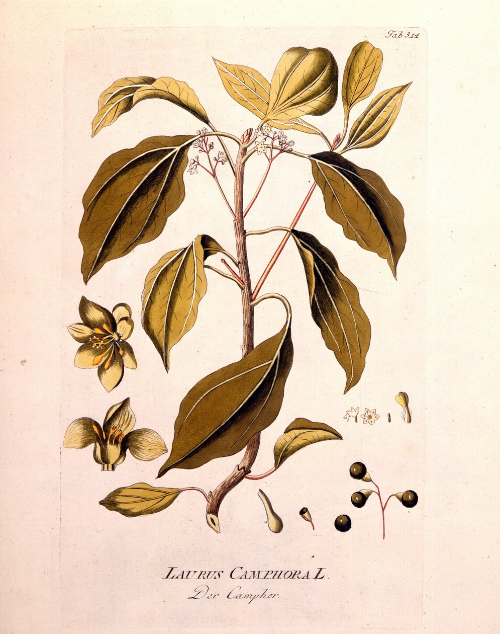 Botanikai tábla: kámfor (Laurus Camphora). Joseph Jacob von Plenck osztrák orvos és botanikus (1738-1807), Bécs 1791. évi metszete a „” da Icons Plantarum medicineium”-ba. alkotó: Unknown artist