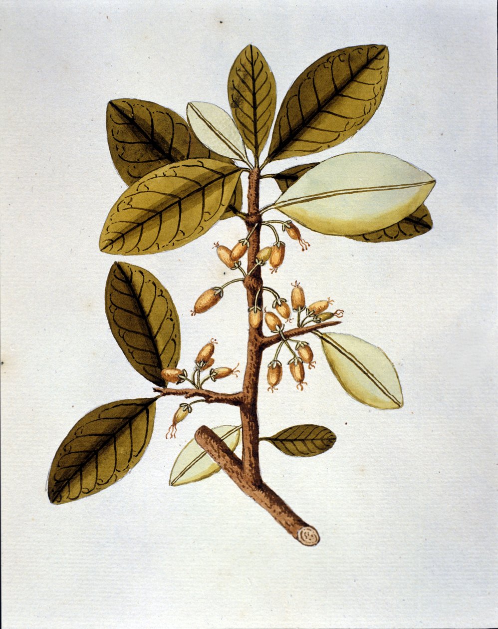 Botanikai tábla a koka növényt (Erytroxilum Havanense) ábrázoló Nicolas Joseph Jacquin "Selectarum Stirpium Americanarum Historia" gyógynövényzetéből. sd 18. század eleje. alkotó: Unknown artist