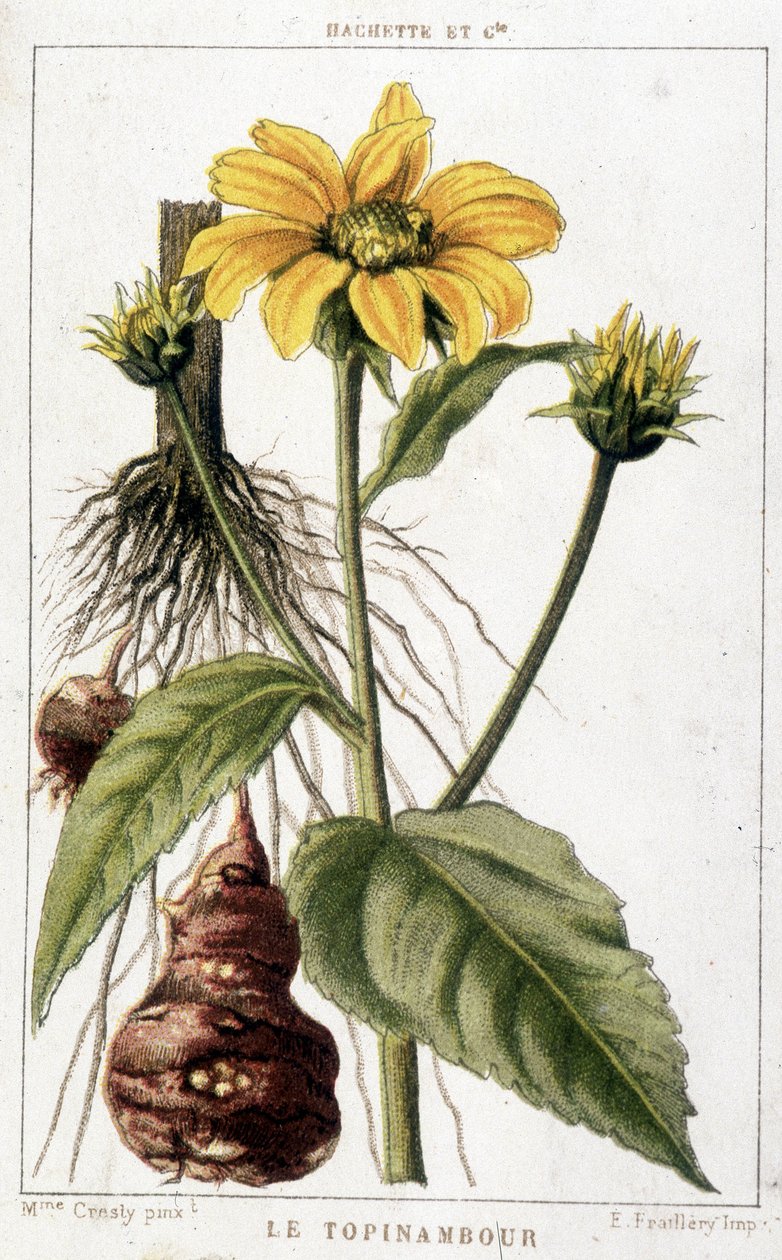 Csicsókát ábrázoló botanikai tábla. alkotó: Unknown artist